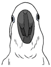 Umbrella cockatoo daily sticker #6696275