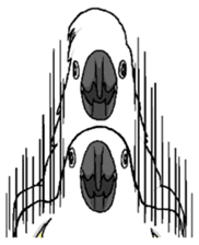 Umbrella cockatoo daily sticker #6696276