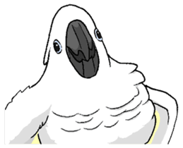 Umbrella cockatoo daily sticker #6696278