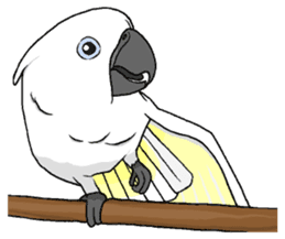 Umbrella cockatoo daily sticker #6696279