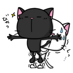 White cat and black cat
