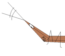 Acrida cinerea(English ver.) sticker #6706042