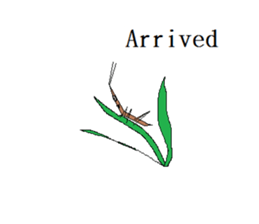 Acrida cinerea(English ver.) sticker #6706057