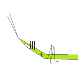 Acrida cinerea(English ver.) sticker #6706059