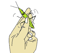 Acrida cinerea(English ver.) sticker #6706060