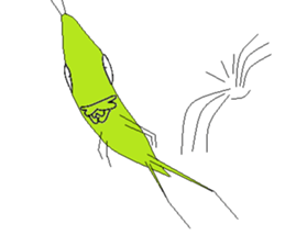 Acrida cinerea(English ver.) sticker #6706067