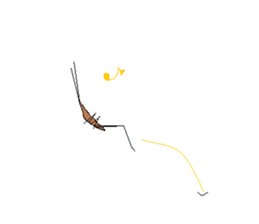 Acrida cinerea(English ver.) sticker #6706071