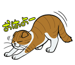 Hakata dialect cats sticker #6712159