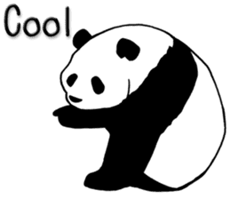 Panda Panda Panda3 sticker #6726806