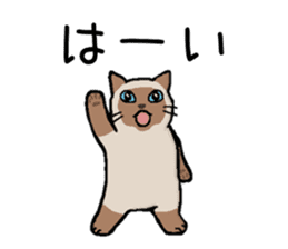 Kitten of Siam "Myasuke" sticker #6735889