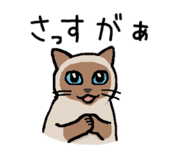 Kitten of Siam "Myasuke" sticker #6735902