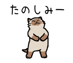 Kitten of Siam "Myasuke" sticker #6735922