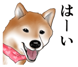 Japanese Shiba inu stickers!2 sticker #6746248
