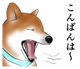 Japanese Shiba inu stickers!2 sticker #6746251