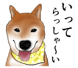 Japanese Shiba inu stickers!2 sticker #6746252