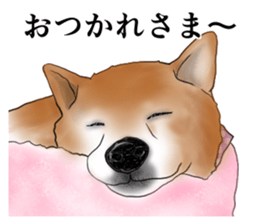 Japanese Shiba inu stickers!2 sticker #6746254