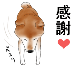 Japanese Shiba inu stickers!2 sticker #6746261