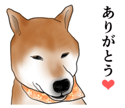 Japanese Shiba inu stickers!2 sticker #6746262