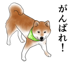 Japanese Shiba inu stickers!2 sticker #6746264