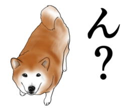 Japanese Shiba inu stickers!2 sticker #6746267