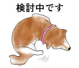 Japanese Shiba inu stickers!2 sticker #6746268