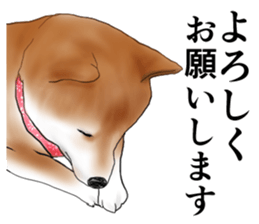 Japanese Shiba inu stickers!2 sticker #6746269