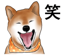 Japanese Shiba inu stickers!2 sticker #6746270