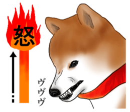 Japanese Shiba inu stickers!2 sticker #6746271