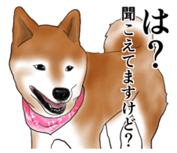 Japanese Shiba inu stickers!2 sticker #6746274