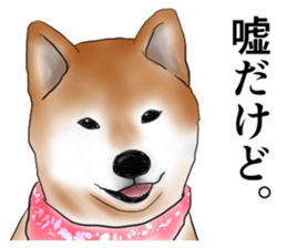 Japanese Shiba inu stickers!2 sticker #6746279