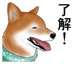 Japanese Shiba inu stickers!2 sticker #6746280