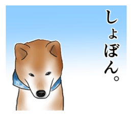 Japanese Shiba inu stickers!2 sticker #6746283