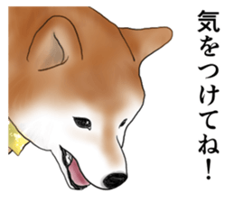 Japanese Shiba inu stickers!2 sticker #6746284