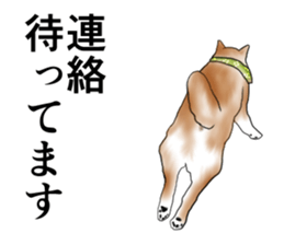 Japanese Shiba inu stickers!2 sticker #6746285