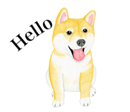 Shiba Sticker (English) sticker #6746296