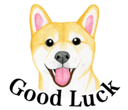 Shiba Sticker (English) sticker #6746316