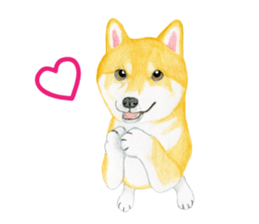 Shiba Sticker (English) sticker #6746318