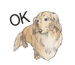 Riku of the miniature dachshund. sticker #6747729