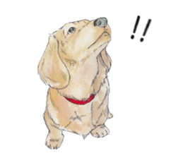 Riku of the miniature dachshund. sticker #6747730