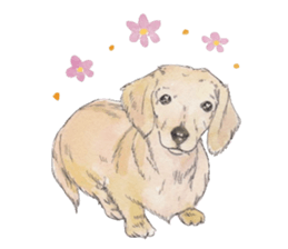 Riku of the miniature dachshund. sticker #6747731