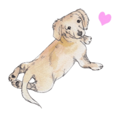 Riku of the miniature dachshund. sticker #6747732