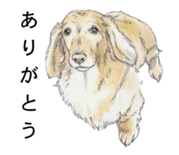Riku of the miniature dachshund. sticker #6747735