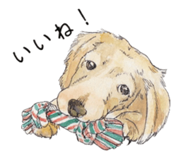Riku of the miniature dachshund. sticker #6747736