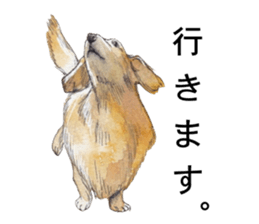 Riku of the miniature dachshund. sticker #6747737