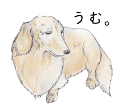 Riku of the miniature dachshund. sticker #6747738