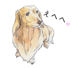 Riku of the miniature dachshund. sticker #6747739