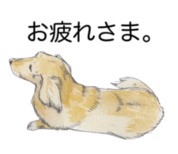 Riku of the miniature dachshund. sticker #6747741