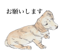 Riku of the miniature dachshund. sticker #6747742
