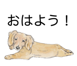 Riku of the miniature dachshund. sticker #6747743