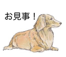 Riku of the miniature dachshund. sticker #6747744